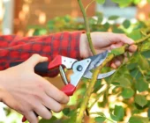 El Arte de la Podadera: Técnicas de Poda para un Jardín Saludable