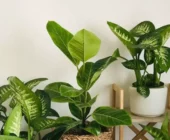 Plantas de Interior: Creando un Rincón Verde en tu Hogar