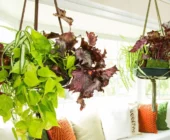 Decora con Plantas Colgantes: Inspiración para Espacios Aéreos