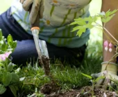 Jardinería Terapéutica: Cómo Cultivar Bienestar a través de las Plantas